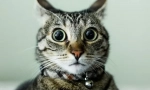 Provjerite svoj cat iq (test)